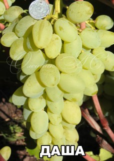 Виноград Даша